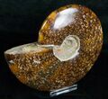 Wide Cleoniceras Ammonite - Madagascar #5247-1